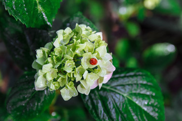Red beetle, ladybug sitting on a bush with flowers, green-pink hydrangea with green leaves and water drops close-up