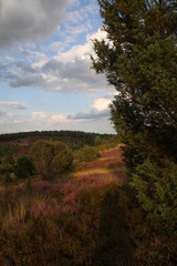 Totengrund Tal während der Heideblüte