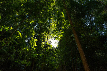 Obraz premium A beautiful glow is surrounded by lush green forest in Springbrook National Park, Queensland, Australia