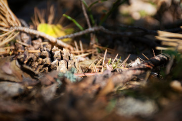 cone on the ground