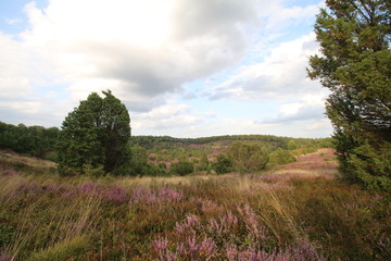 Obraz premium Totengrund Tal während der Heideblüte
