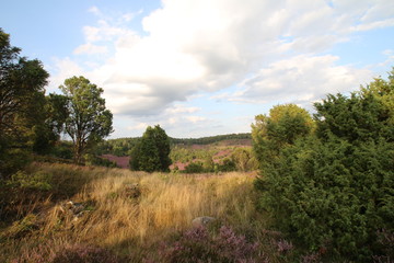 Fototapeta premium Graslandschaft am Schafstall in der Lüneburger Heide