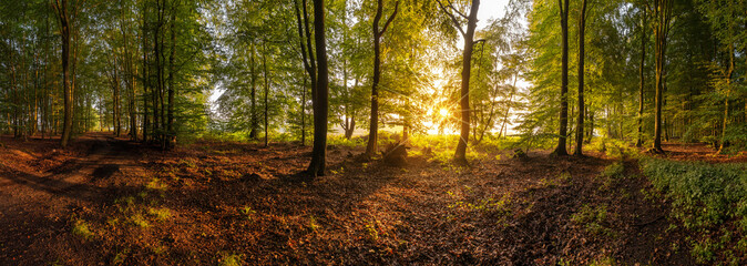 Sunrise in an idyllic beech forest in summer. Panoramic photography in the Lueneburg Heath, Northern Germany.