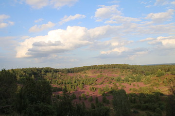 Fototapeta premium Kräftiges Lila in der blühenden Lüneburger Heide