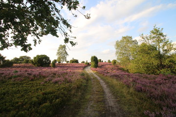 Wunderschöne weiße Sandwege in der blühenden Heidelandschaft