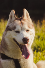 Husky portrait. Young husky dog for a walk in the park in autumn. Husky breed. Light fluffy dog. Walk with the dog. Dog on a leash. A pet