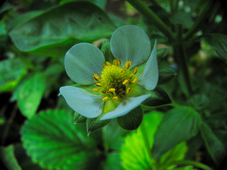 Flor de la fresa