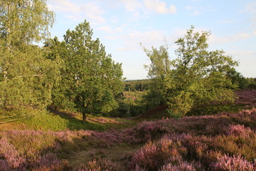 Kräftiges Lila in der blühenden Lüneburger Heide