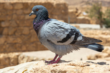 Pigeon on Masada