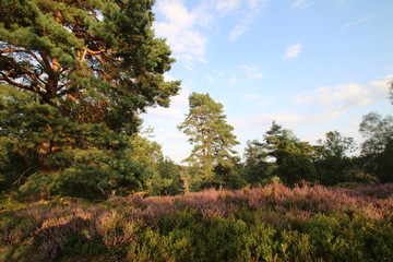 Totengrund Tal während der Heideblüte