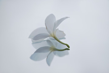 the beauty and simplicity in the colorful of flowers