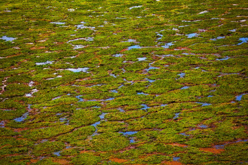 Marshy area with puddles and sparse vegetation