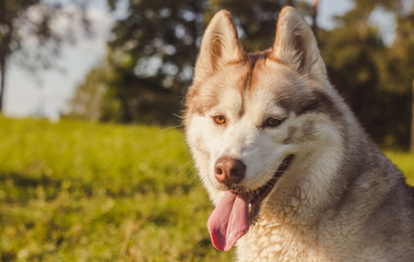 Husky portrait. Young husky dog for a walk in the park in autumn. Husky breed. Light fluffy dog. Walk with the dog. Dog on a leash. A pet