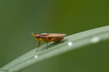 Insect on a blade of grass