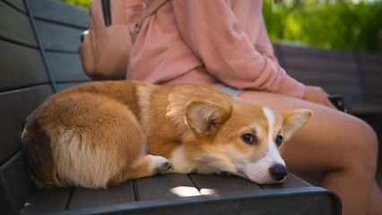 The young woman is sitting on the bench in the park with little dog. Corgi puppy is sitting in the park,