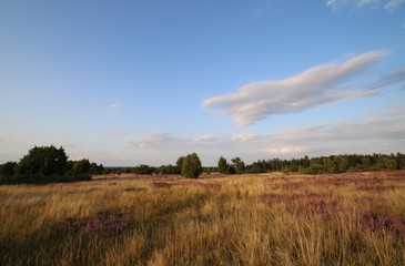 Obraz premium Graslandschaft am Schafstall in der Lüneburger Heide