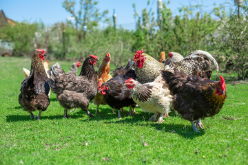 rooster and chickens graze on green grass. Livestock in the village