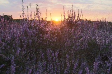 Wunderschöner Sonnenuntergang in der blühenden Lüneburger Heide