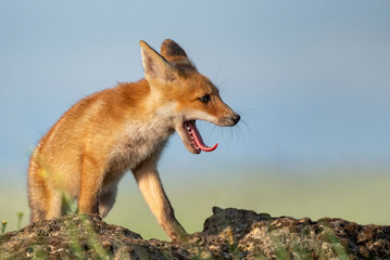 Fox cub. Young red Fox stands on a stone and yawns