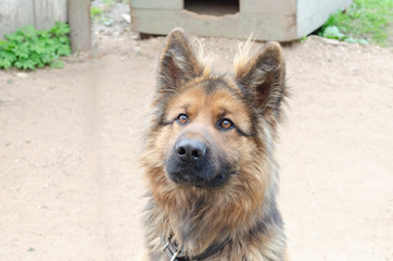 German shepherd playing with the ball on the field