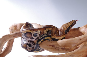 뱀.애완용. 애완용뱀. 파충류. 