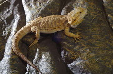 게코. 도마뱀.애완용. 애완용도마뱀.