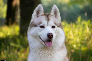 Obraz premium Husky portrait. Young husky dog for a walk in the park in autumn. Husky breed. Light fluffy dog. Walk with the dog. Dog on a leash. A pet