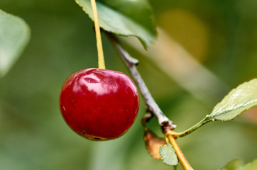 Cherries on a branch