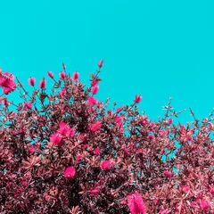 Fototapete Pool Blumen und Hintergrund des blauen Himmels. Konzept für Pflanzenliebhaber