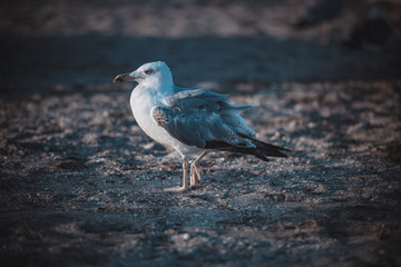 Möve am Strand