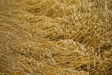 Wheat field.Ears of wheat close-up. Background. Harvesting.