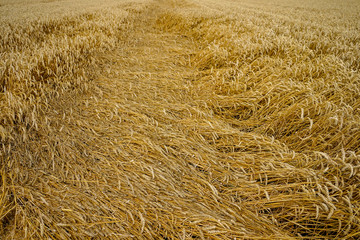 Wheat field.Ears of wheat close-up. Background. Harvesting.