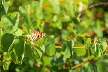 The macro photo of a butterfly sitting in green leaves