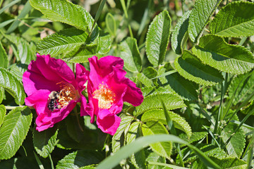 Bees Pollinating, Wells Beach, Maine