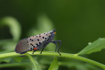 꽃매미. 해충. 곤충. 외래종.