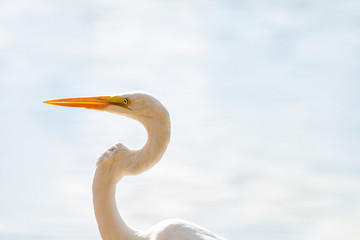 great white heron