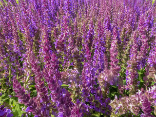 Obraz premium Salvia, Salvia nemorosa from the mint family. Purple ornamental herb for parks and gardens