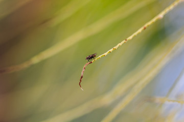 colorful insects with the green background