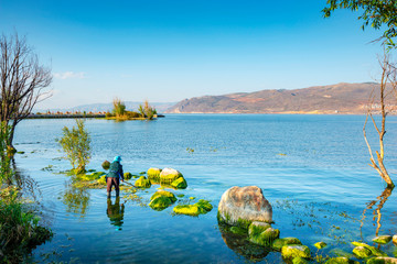 A woman is salvaging seaweed. Located in Erhai Lake, Dali, Yunnan, China.