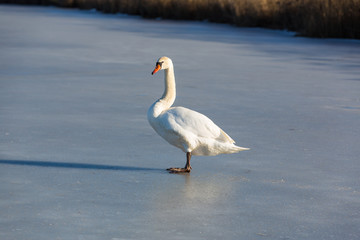 Höckerschwan steht auf dem Eis