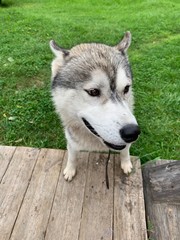 portrait of siberian husky