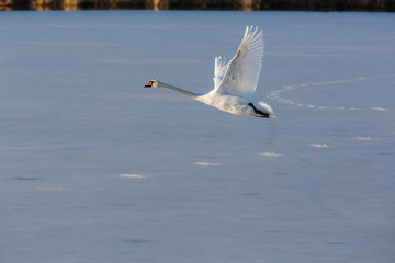Fliegender Höckerschwan