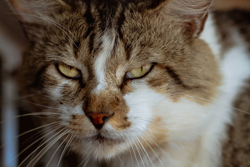 close up of a cat