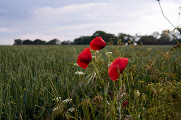 Selective focus on poppy flower, wild poppy flowers in summer meadow