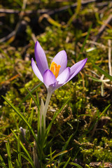 Fototapeta premium Krokus