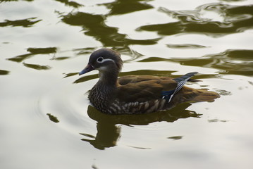 원앙. 조류.철새.연못. 저수지.