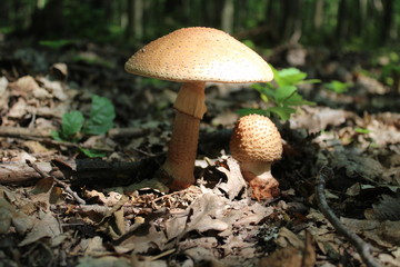 mushroom in forest