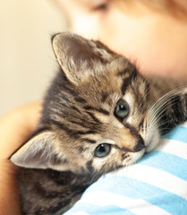 kitten slip on the shoulder of the boy indoors