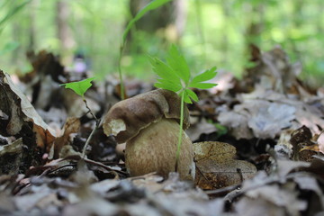Naklejka na ściany i meble mushroom in forest