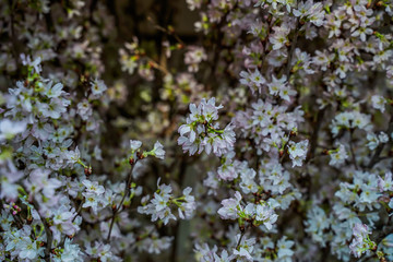 Amazing cherry blossoms in Asia. Beautiful flower domes. Sakura, beautiful tree in Singapore.